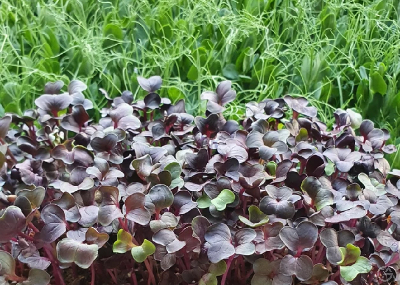 Микроферма - GrandActive