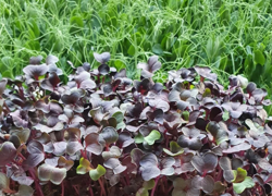 Микроферма - GrandActive