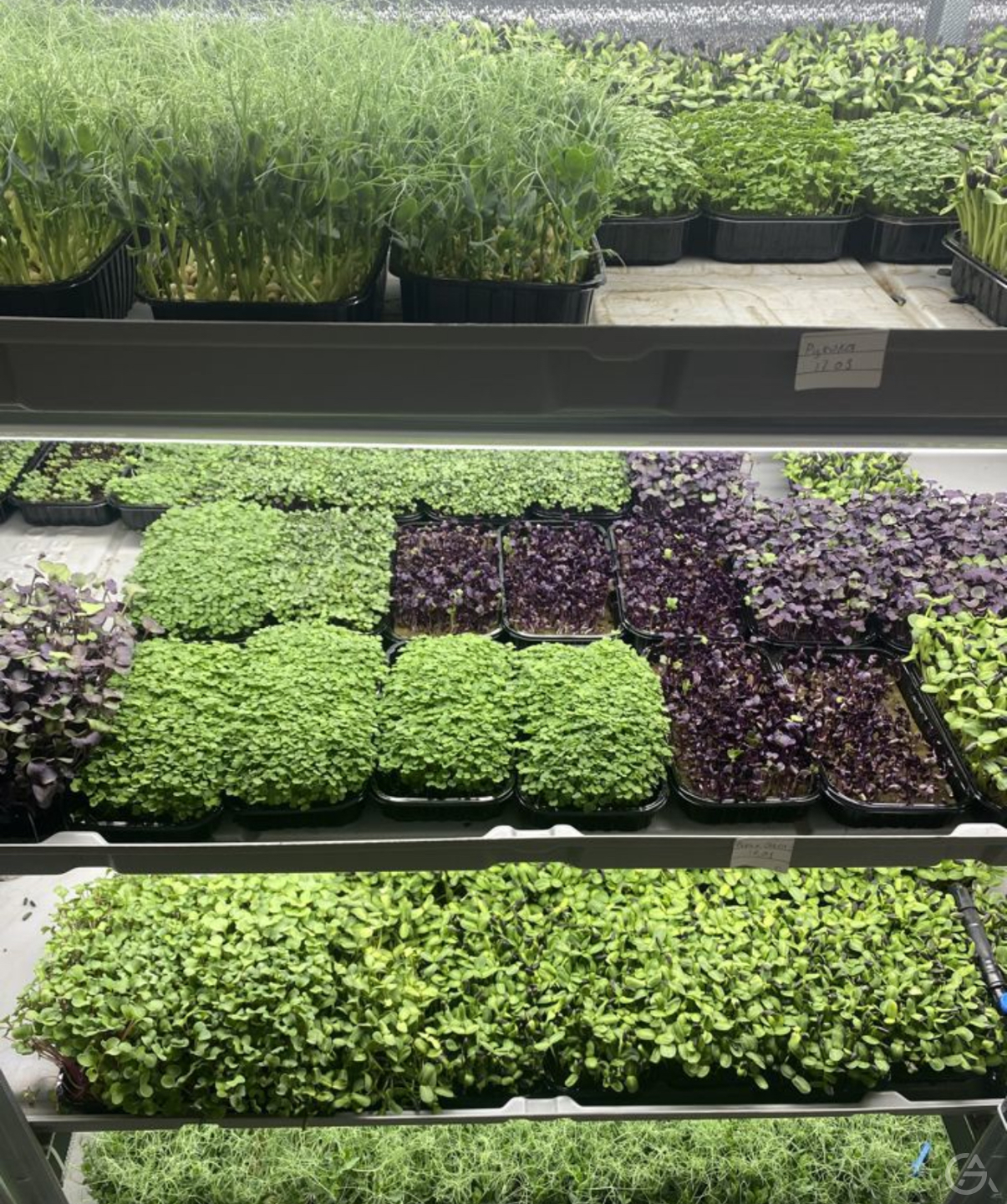 Микроферма - GrandActive