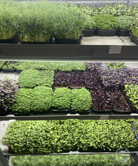 Микроферма - GrandActive