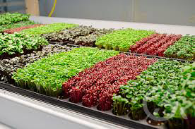 Микроферма - GrandActive